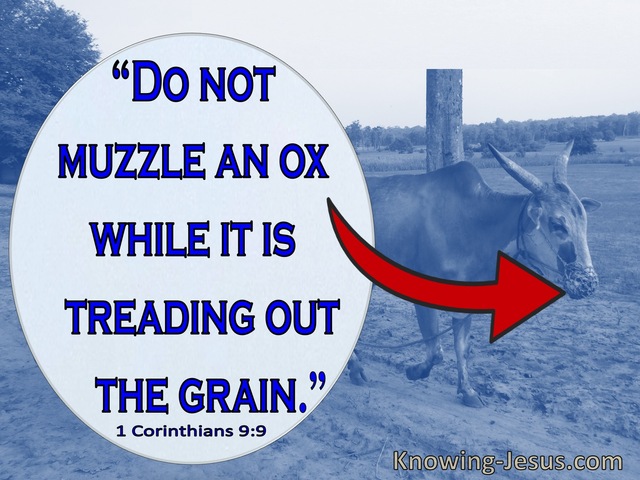 1 Corinthians 9:9 Do Not Muzzel An Ox While It Is Treading Out The Grain (blue)
